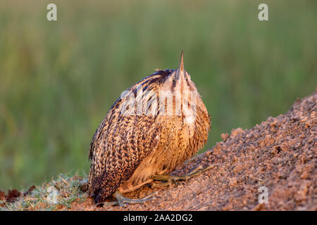 Eurasian tarabuso o tarabuso o Botaurus stellaris closeup bellissimo sfondo verde durante la migrazione degli uccelli al parco nazionale di Keoladeo india Foto Stock