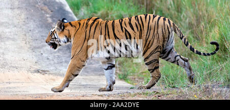 Tiger nel Parco Nazionale di Kanha, India. Foto Stock