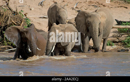 Gli elefanti africani che attraversano il fiume Ewaso Ng'iro nel Samburu Riserva nazionale del Kenya. Foto Stock