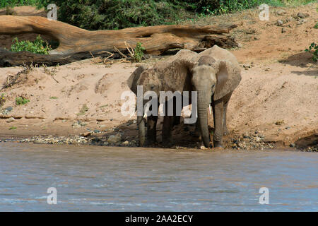 Gli elefanti africani di bere dal fiume Ewaso Ng'iro nel Samburu Riserva nazionale del Kenya. Foto Stock