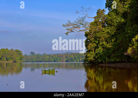 Una fitta vegetazione lungo le rive del fiume Kinabatangan, Sabah Borneo. Foto Stock