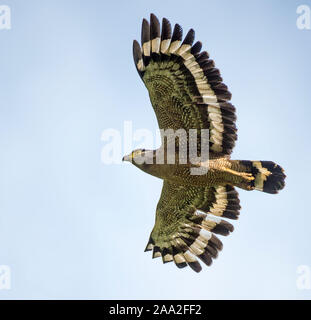 Crested Serpent-eagle (Spilornis cheela) da Tabin, Sabah Borneo. Foto Stock