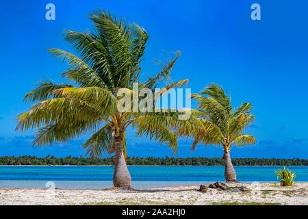 Palme sulla spiaggia solitaria, Maupiti, Isole della Società, Polinesia Francese Foto Stock