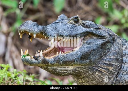 Caimano dagli occhiali (Caiman crocodilus yacare), a bocca aperta con le sanguisughe, animale ritratto, Pantanal, Mato Grosso, Brasile Foto Stock
