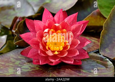 Ninfea Bianca (Nymphaea), varietà Wanvisa, rosso-giallo fiore, Renania settentrionale-Vestfalia, Germania Foto Stock