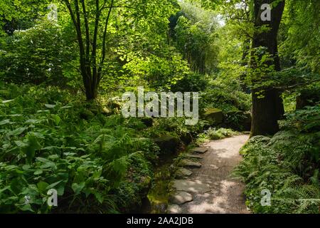 Sentiero attraverso le felci, felci Gorge, il giardino botanico di Nymphenburg Monaco di Baviera, Baviera, Baviera, Germania Foto Stock