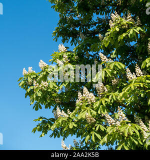 Coppia di Ippocastano tree (Aesculus hippocastanum) coperto di fiori bianchi Fiori contro il cielo blu chiaro, Leicestershire, England, Regno Unito Foto Stock