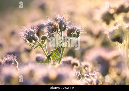 Lacy phacelia (Phacelia tanacetifolia) durante il sunrise. Foto Stock