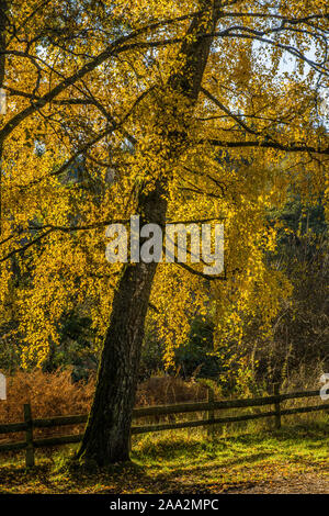 In autunno gli alberi sulla riva del west calder serbatoio nel Parco Nazionale di Brecon Beacons, Powys, Galles del Sud Foto Stock