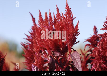 Rosso brillante fiori di cresta di gallo Foto Stock