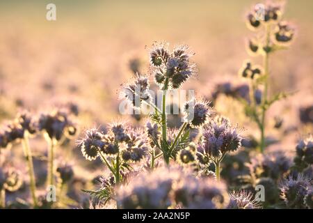 Lacy phacelia (Phacelia tanacetifolia) durante il sunrise. Foto Stock