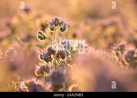 Lacy phacelia (Phacelia tanacetifolia) durante il sunrise. Foto Stock