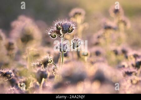 Lacy phacelia (Phacelia tanacetifolia) durante il sunrise. Foto Stock