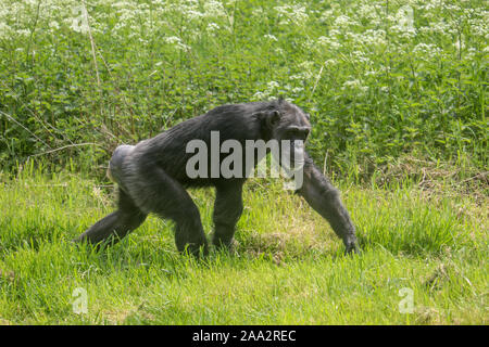 Femmina di scimpanzé, Fanny (Pan troglodytes) Foto Stock