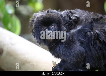 Goeldi maschio di scimmia, Santiago (Callimico goeldii) Foto Stock