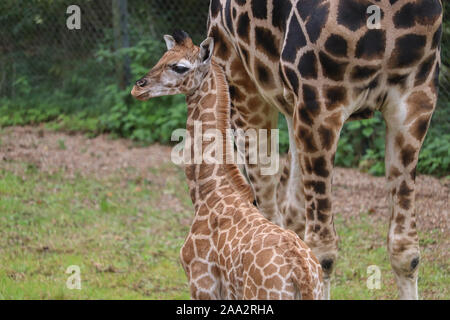 Giraffa femmina di vitello, di Kira (Giraffa camelopardalis rothschildi) Foto Stock