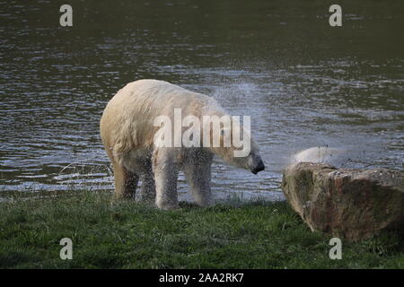 Maschio di Orso Polare, Nissan (Ursus maritimus) Foto Stock