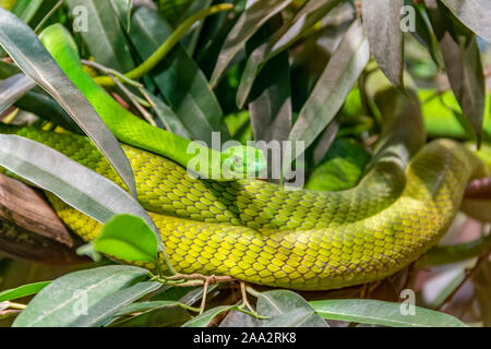 Western green mamba Nel verde fogliame ambiance Foto Stock