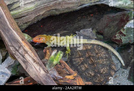 Un caimano settentrionale lucertola e un Mata mata turtle in ambiente ripariale Foto Stock