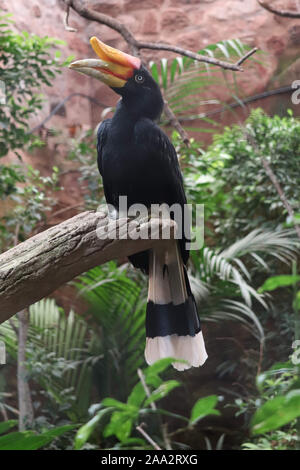 Rinoceronte femmina Hornbill (Buceros rhinoceros) Foto Stock