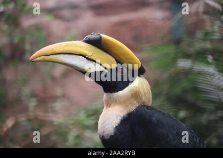 Maschio grande Hornbill (Buceros simum) Foto Stock