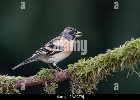 Il brambling maschio (Fringilla montifringilla) Foto Stock