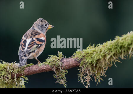 Il brambling maschio (Fringilla montifringilla) Foto Stock