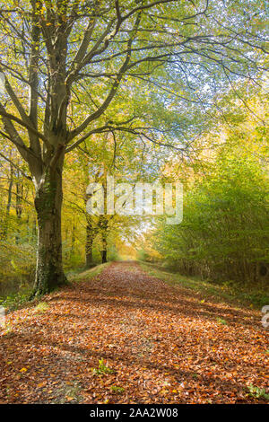 Stane Street, strada romana, legno Eartham, Comune di faggi in autunno colori, Sussex, Regno Unito, South Downs National Park. Novembre Foto Stock