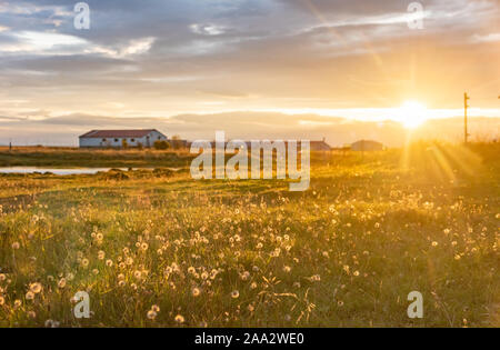 Vecchia fattoria e prato in Islanda su sunrise. Tipico paesaggio islandese. Foto Stock