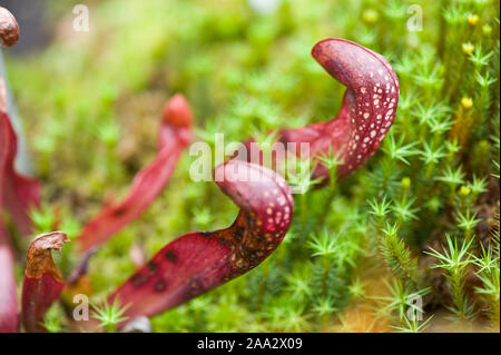 Sarracenia psittacina,Papageien-Schlauchpflanze,parrot pitcherplant Foto Stock