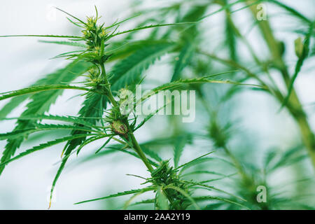 Green stink bug sulla canapa industriale impianto, insetto parassita sul raccolto coltivato, il fuoco selettivo Foto Stock