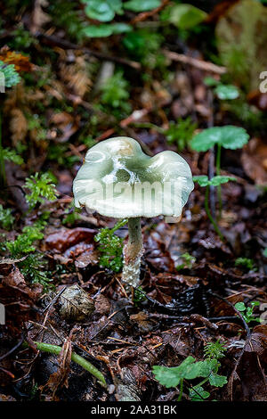 Macro close up di un brillante blu e verde anice piccolo fungo toadstool (Clitocybe odora) coperta con acqua ed hanno un aspetto traslucido, ideale per Foto Stock