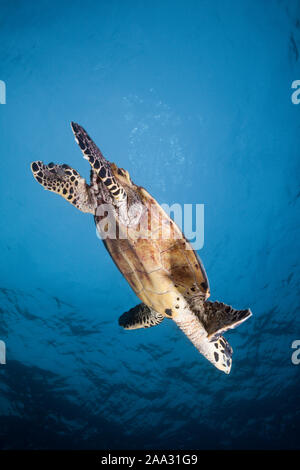 Hawksbill Tartarughe Marine, Eretmochelys imbricata, South Male Atoll, Oceano Indiano, Maldive Foto Stock