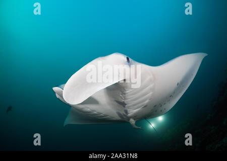 Reef Manta Ray, Manta alfredi, Ari Atoll, Oceano Indiano, Maldive Foto Stock