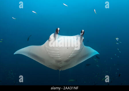 Reef Manta Ray, Manta alfredi, Ari Atoll, Oceano Indiano, Maldive Foto Stock