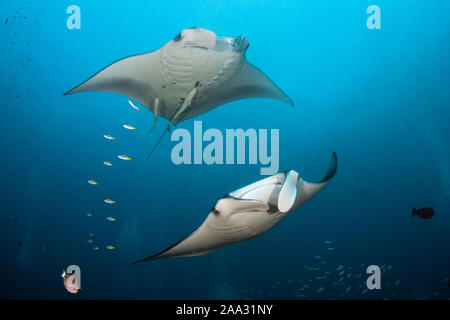 Reef Manta Ray, Manta alfredi, Ari Atoll, Oceano Indiano, Maldive Foto Stock