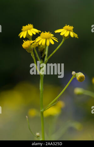 Senecio inaequidens,Schmalblaettriges Greiskraut,Narrow-Leaved erba tossica Foto Stock