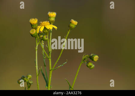 Senecio inaequidens,Schmalblaettriges Greiskraut,Narrow-Leaved erba tossica Foto Stock