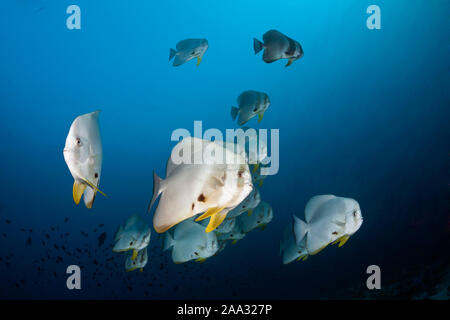 Secca di Longfin, Batfish Platax teira, Ari Atoll, Oceano Indiano, Maldive Foto Stock