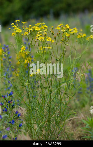 Senecio inaequidens,Schmalblaettriges Greiskraut,Narrow-Leaved erba tossica Foto Stock