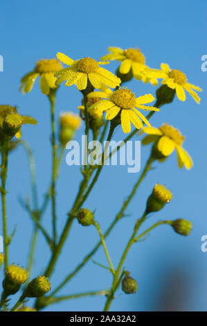 Senecio inaequidens,Schmalblaettriges Greiskraut,Narrow-Leaved erba tossica Foto Stock