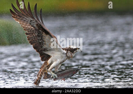 Falco pescatore (Pandion haliaetus) portante un pesce, Cairngorms National Park, Regno Unito. Foto Stock