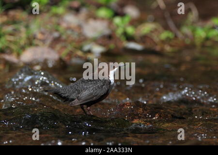 Il bilanciere, UK. Foto Stock