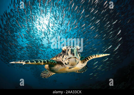 Hawksbill Tartarughe Marine, Eretmochelys imbricata, South Male Atoll, Oceano Indiano, Maldive Foto Stock