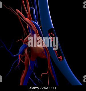 Modello di cuore, il cuore umano modello, completa il percorso di clipping incluso, cuore umano per studio medico, cuore umano anatomia, cuore vista laterale Foto Stock