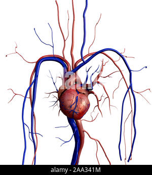 Cuore il modello w/percorso di clipping, cuore umano modello, completa il percorso di clipping incluso, cuore umano per studio medico, cuore umano anatomia Foto Stock