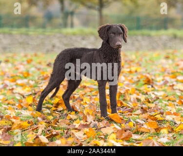 Curly rivestite retriever cucciolo Foto Stock