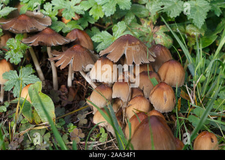 Luccicante inkcap funghi in erba di un campo durante l'autunno Foto Stock