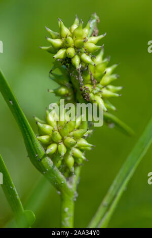 Sparganium natans,Zwerg-Igelkolben,piccola bur-reed Foto Stock