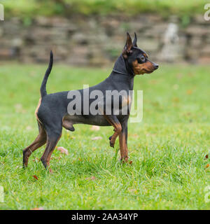 Pinscher in miniatura Foto Stock